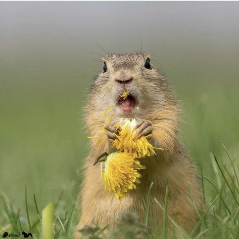 Animals Doing Funny Things, Ground Squirrel, Prairie Dog, Animal Antics, Silly Animals, Baby Owls, Cute Animal Drawings, Squirrels, Animals Friends