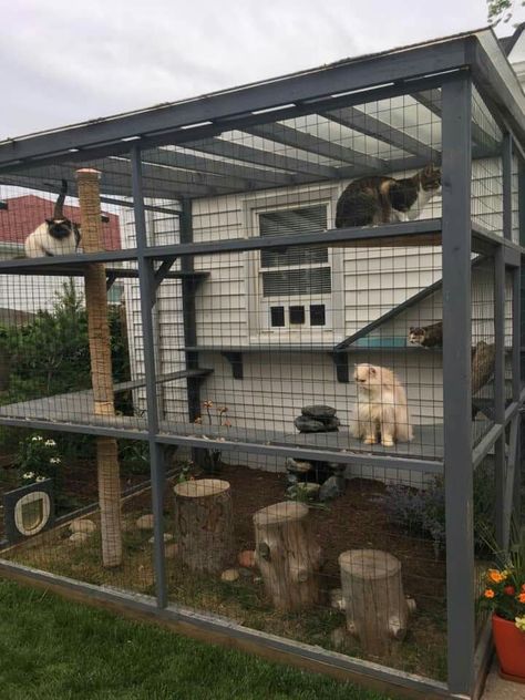 Cat Chicken Coop, Custom Cat House, Cat Patio Enclosure Window, Out The Window Catio, Cat Patio Window, Outdoor Cat Enclosure Ideas, Cat Window Enclosure, Diy Window Catio Ideas For Cats, Cat Window Perch Outdoor