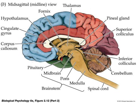 Human Brain Parts, Brain Parts And Functions, Human Brain Diagram, Nervous System Diagram, Human Anatomy Organs, Brain Anatomy And Function, Function Diagram, Human Brain Anatomy, Brain Pictures