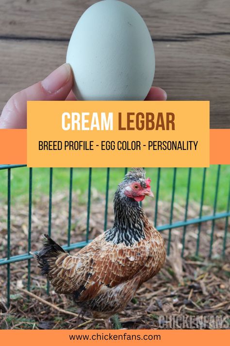 Cream Legbar Eggs, Cream Legbar Chickens Eggs, Crested Cream Legbar Chickens, Legbar Chickens, Blue Chicken Eggs, Cream Legbar Chickens, Barred Plymouth Rock Chickens, Largest Chicken Breed, Homestead Planning