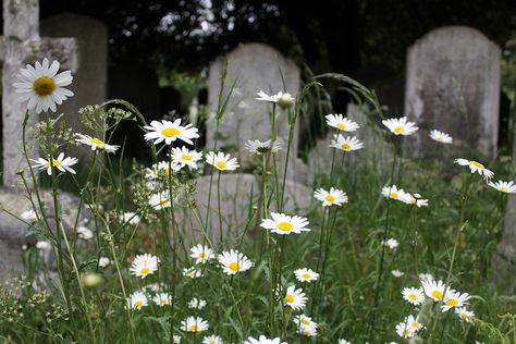 pushing up daisies Pushing Up Daisies, Ghost Videos, Spooky Art, The Dance, Push Up, Daisy, Deviantart, Grey, Plants