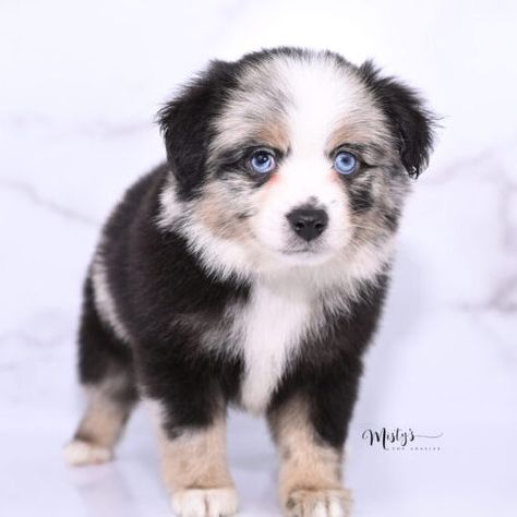 Toy Australian Shepherd Puppies Storm 6 Weeks25 Toy Australian Shepherd, Toy Aussie, Aussie Puppy, Puppy School, Puppy Nursery, Aussie Puppies, Australian Shepherd Puppies, Shepherd Puppies, Little Puppies