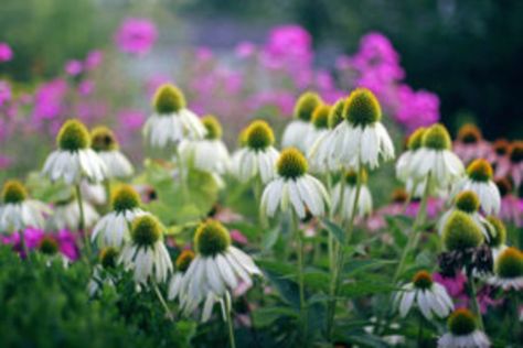 Stone Wall Garden, Home Outside Decor, Backyard Flower Beds, Garden Annuals, Mums Garden, Raised Garden Beds Diy Vegetables, Echinacea Benefits, Dream Garden Backyards, Flower Species