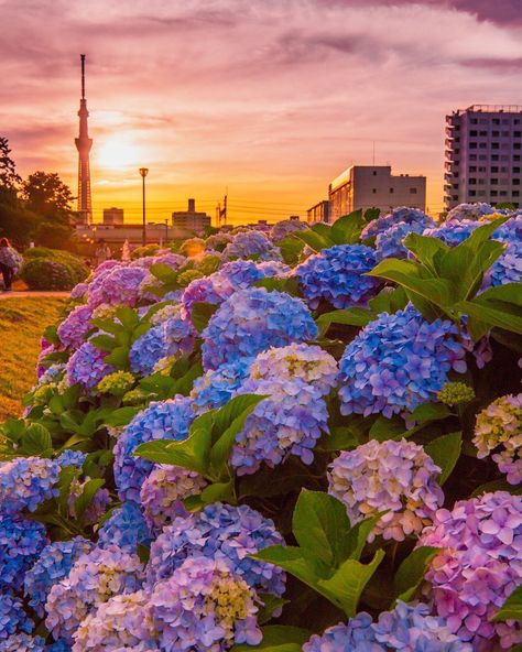 Hydrangea Sunset In Tokyo , Japan Wallpaper Glowing, Garage Door Ideas, Easter Wallpapers, Hydrangea Wallpaper, Blue Hydrangea Wedding, Short Break Travel, Easter Wallpaper, Hydrangeas Wedding, Spring Background