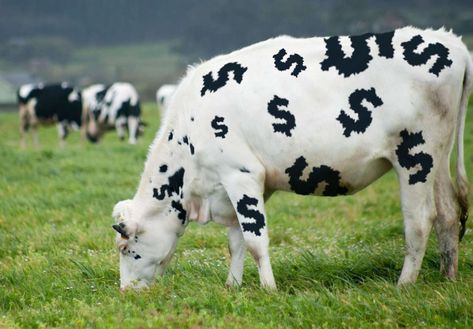 Cash Cow, Black And White Cow Aesthetic, White Park Cow, Value Stocks, Cows Mooing, Cow Tattoo, Cow Parade, Cash Flow Statement, Capital Market