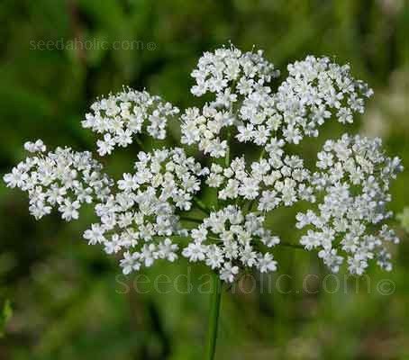 Anise is a dainty, plant with tiny white flowers that are produced in dense umbels. Anise Plant, Anise Flower, Low Growing Shrubs, Anise Seed, Tiny White Flowers, Moon Garden, Patio Plants, Food Forest, Queen Annes Lace