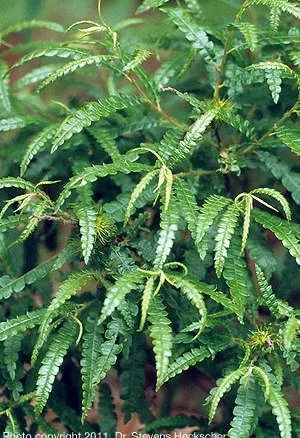 Prairie Nursery, Sweet Fern, Low Growing Shrubs, Ferns Garden, Garden Vines, Plant Delivery, Garden Shrubs, Sandy Soil, Fall Plants