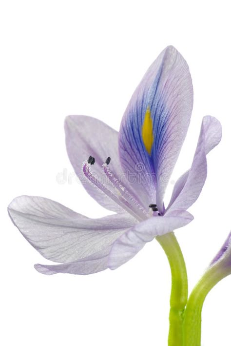 Water Hyacinth. Isolated on white , #AD, #Hyacinth, #Water, #white, #Isolated #ad Water Hyacinth Drawing, Water Hyacinth Flower, Fungi Reference, Dog Line Drawing, Hyacinth Flowers, Rose Crafts, Soap Ideas, Background Simple, Background Green