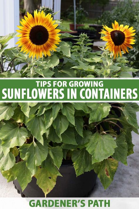 Can you grow sunflowers in containers? You betcha! This guide provides all the details for apartment dwellers and small space gardeners, from choosing the best dwarf varieties, pots, and planters, to caring for your container annuals all season long. Learn more now on Gardener's Path. #sunflowers #gardenerspath Sunflowers In Containers, Sunflowers In Pots, Plant Sunflowers, How To Grow Sunflowers, Sunflower Seedlings, Grow Sunflowers, Potted Sunflowers, Growing Sunflowers, Tattoo Plant