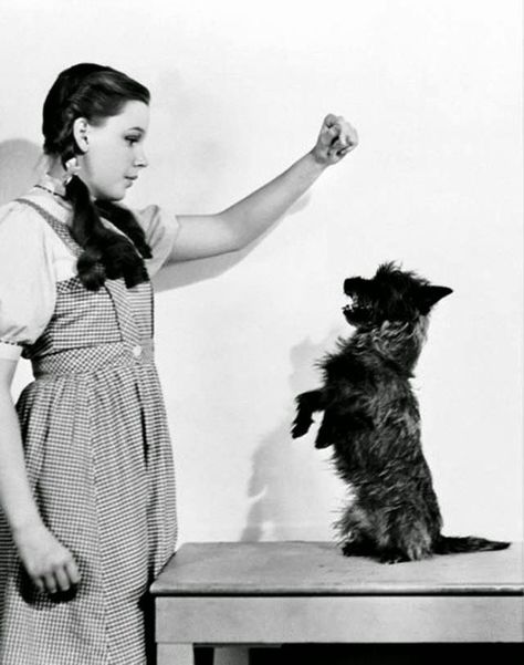 Judy Garland and Toto. Vintage everyday: Behind the Scenes Photos of 'The Wizard of Oz' in 1939 Wizard Of Oz Movie, Wizard Of Oz 1939, Oz Movie, Follow The Yellow Brick Road, Dorothy Gale, Wonderful Wizard Of Oz, Septième Art, The Yellow Brick Road, The Wonderful Wizard Of Oz