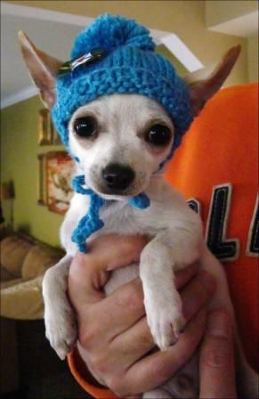 free small dogs hats in knitting | Knit Puppy Hat | autumnblossomknits Knit Dog Hat Pattern Free, Knitted Dog Hats Free Pattern, Free Knitting Pattern For Dog Hat, Knit Hat For Dog Free Pattern, Knit Hats For Dogs Pattern, Dog Hats Knitted, Recycle Crochet, Dog Beanie Pattern, Knitting Hat For Dog