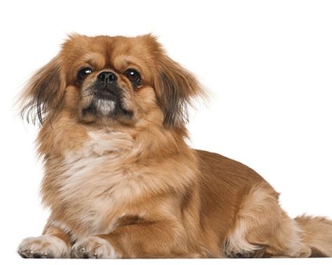 Learn about the Pekingese dog breed, including their temperament, health, grooming, and training needs. Also find out how much they cost and where to buy one. | #Big_Dogs #Dog_Events #Disabled_Dog #Japanese_Chin Dog Events, German Shepherd Training, Disabled Dog, Service Dog Training, Pekingese Dogs, Best Dog Training, Dog Obedience, Dog Trainer, Dog Training Tips