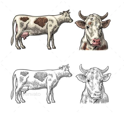 Cow. Side and front view. Hand drawn in a graphic style. Vintage vector color engraving illustration for info graphic, poster, web Organic Graphic Design, Logo Animal, Happy Cow, Draw Animals, Info Graphic, Engraving Illustration, Cow Head, Kids Canvas, Hand Drawn Vector Illustrations