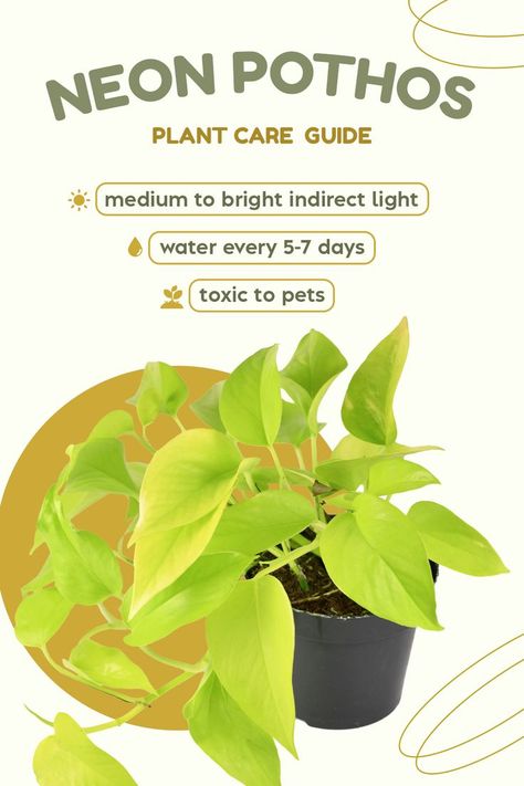 Neon Pothos Plant Care, Neon Pothos Care, Pathos Plant Care, Pathos Plant, Pothos Varieties, Money Plant Care, Pothos Care, Indoor Plant Care Guide, Pothos Plant Care