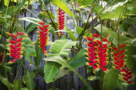 A linda helicônia também é conhecida como bananeira ornamental. É nativa da Amazônia, tipicamente tropical, de belo efeito ornamental. Saiba como cultivá-la. Nome botanico:  Heliconia rostrata R. & P. Sin.: Heliconia poeppigiana E.   #+Plantas #bananeiraornamental #heliconia #heliconiarostrata #herbacias #Jardim #paisagismo Heliconia Plant, Covered Backyard, Tropical Wedding Decor, Nails Flower, Tropical Garden Design, Wallpaper Flower, Flower Nail Designs, Flower Nail, Ornamental Plants