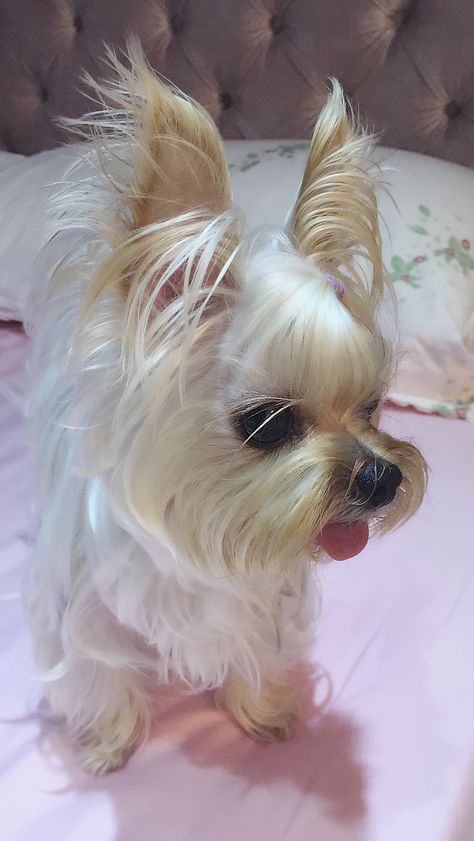 Puppuru turns into a silver white sweetie~ ❤ White Yorkie Puppy, White Yorkie, Black Pug Puppies, Regnul Animal, Yorkie Terrier, Dog Smells, Silky Terrier, Tiny Puppies, 강아지 그림