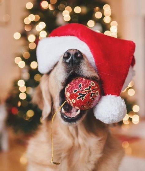 Christmas Dog Photography, Christmas Pet Photos, Dog Christmas Photos, Dog Christmas Pictures, Animal Photoshoot, Golden Retriever Christmas, Dog Xmas, Dog Christmas Card, Dog Photoshoot