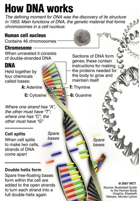 Dna E Rna, Dna Worksheet, General Science, Biology Facts, Medical Student Study, Biology Lessons, Teaching Biology, Medical School Studying, Nursing School Notes