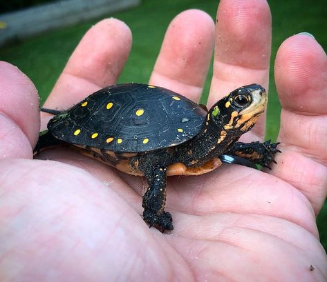 Garden State Tortoise on Instagram: “The little spotted turtle (Clemmys guttata) that hatched here 2 years ago (the one with the bum rear leg) has been growing up beautifully…” Spotted Turtle, Garden State, Reptiles And Amphibians, Amphibians, Turtles, Reptiles, Tortoise, Growing Up, The One