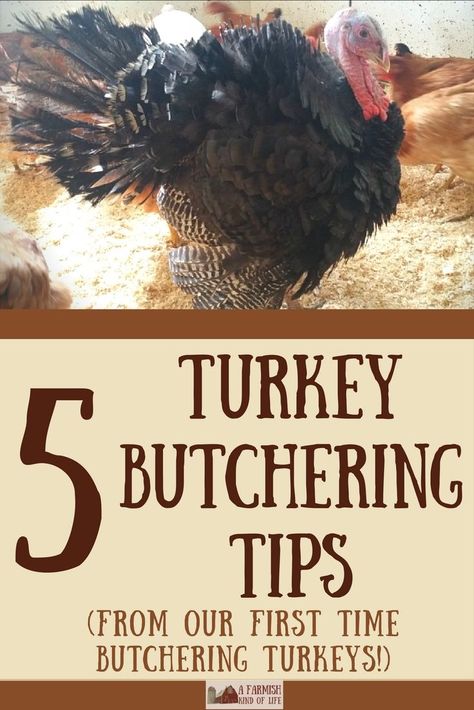 How To Butcher A Turkey, Turkey Hunting Tips, Turkey Tractor, Turkey Coop, Hunting Turkey, Turkey Hunt, Raising Turkeys, Turkey Farm, Raising Farm Animals