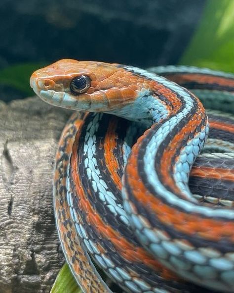 Kayla Roach | San Francisco Garter Snake (Thamnophis sirtalis tetrataenia) 🐍 Arguably the most beautiful snake in North America! No editing, no... | Instagram California Red Sided Garter Snake, San Francisco Garter Snake, Eastern Garter Snake, Eastern Coral Snake, Snake Wildlife Photography, Eastern Hognose Snake, Garter Snake, Coral Snake, Beautiful Snakes