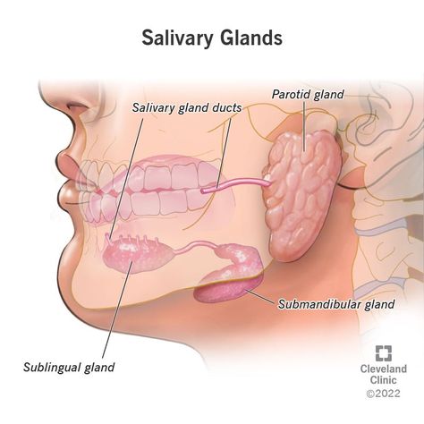 Salivary Gland Infection, Salivary Gland Stone, Anatomy Stickers, Salivary Glands, Parotid Gland, Human Body Organs, Salivary Gland, Diy Jar, Coconut Health Benefits