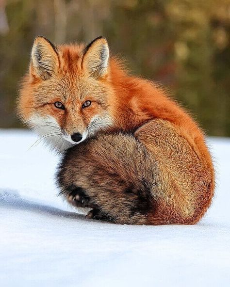 Renard Aesthetic, Red Fox Aesthetic, Celtic Animals, Animal Photography Wildlife, Vulpes Vulpes, Eagle Painting, Cutee Animals, Perfect Things, Wildlife Animals