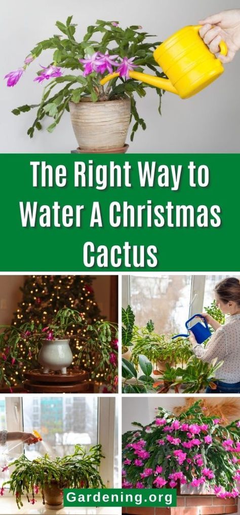 Zygo Cactus, Cactus Propagation, Christmas Cactus Propagation, Christmas Cactus Care, Cactus House Plants, Christmas Cactus Plant, Easter Cactus, Thanksgiving Cactus, Cactus Water