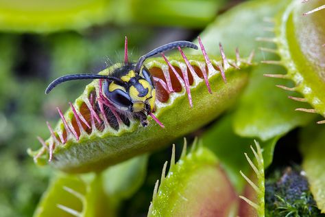 Venus Flytrap, Wasp, Plants, Green