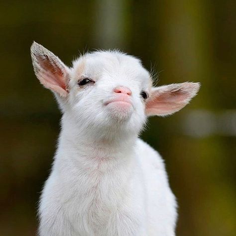 🐐BABY GOATS DAILY🐐 on Instagram: “When she's mad at you but sees that you have good food 🙊 . Follow 👉 @babygoatsdaily for more . 📸: @milk_koza  #goats #goatstagram…” Green, Animals, Pink, On Instagram, White, Instagram