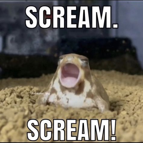 Screaming Frog, Scream, Quick Saves