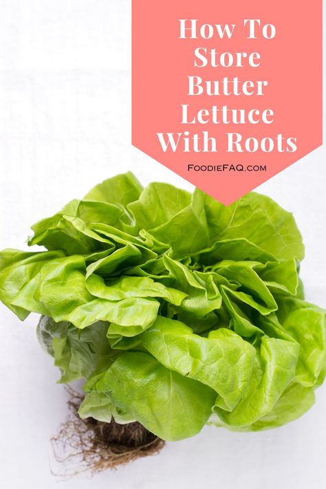 Perhaps you just got home from the store with your first container, and you are wondering how to store butter lettuce with roots? Butter Lettuce Recipes, Storing Veggies, Lettuce Recipes, Butter Lettuce, Head Of Lettuce, How To Store, The Store, Hydroponics, Fruits And Vegetables