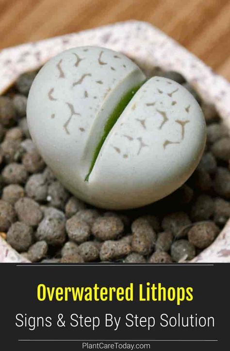 Lithops Arrangement, Lithops Garden, Lithops Care, Living Stone Plant, Lithops Succulents, Cactus House Plants, Diy Succulent Terrarium, Stone Plant, Japanese Beetles