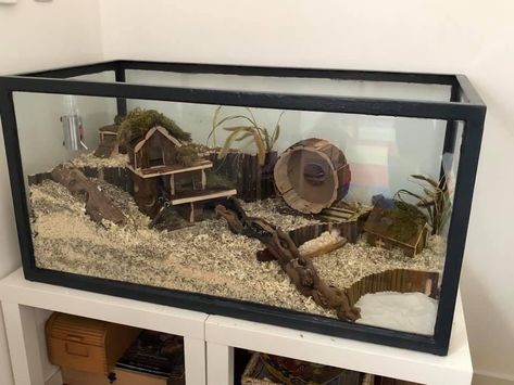 Glass Hamster Cage, 40 Gallon Hamster Tank Ideas, 40 Gallon Hamster Tank, Homemade Hamster Cage, Hamster House Ideas, Gerbil Cage Ideas, Hamster Cage Ideas Aesthetic, Natural Hamster Cage Ideas, Gerbil Habitat