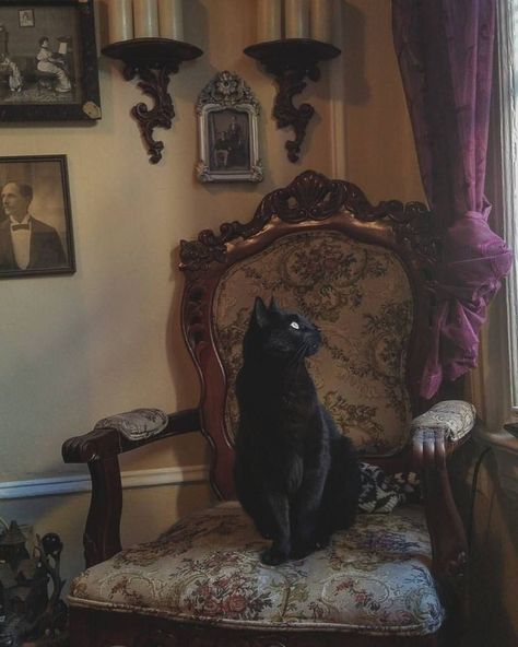 Season Of The Witch, A Black Cat, Witch Aesthetic, A Witch, The Witch, Black Cats, Dark Aesthetic, Dark Academia, Room Inspo