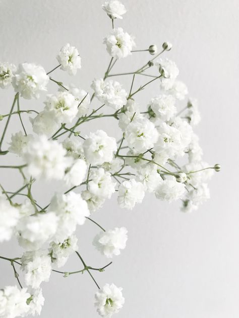 Gypsophila Aesthetic, Gypsophila Wallpaper, Babys Breath Aesthetic, White Flower Aesthetic, White Flowers Aesthetic, White Gypsophila, Gypsophila Flower, Gypsophila Wedding, Green Wedding Inspiration