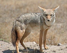 Susisakaali eli afrikankultasusi (Canis lupaster tai Canis anthus) Black Backed Jackal, Wolf Base, Ethiopian Wolf, Golden Wolf, Indian Wolf, African Wild Dog, Serengeti National Park, Grey Wolf, Wild Dogs