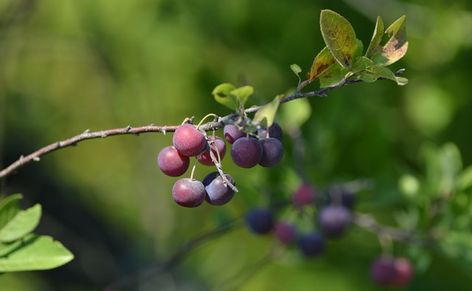 Plum Jelly Recipe, Plum Juice, Plum Jam Recipes, Beach Plum, How To Make Jelly, Plum Recipes, Jelly Recipe, Foraged Food, Plum Jam