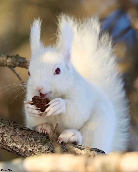 Nuts About Squirrels🐿 2012 -’s Instagram photo: “🐿 P R E S E N T I N G: 🌰 @kurokatsu0624 Squirrel: Albino Eurasian Red (Sciurus Vulgaris) Location: Japan 🇯🇵 Congratulations!! You are…” White Squirrel, Nut House, Albino Animals, Forest Elf, Cute Squirrel, Red Squirrel, Rare Animals, Chipmunks, Zoo Animals