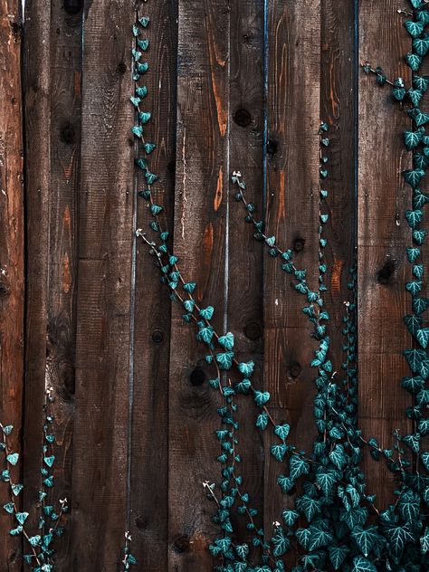 Relaxing Photos, Grey Accessories, Ivy Plant, Blossom Cherry, Wooden Plank, Turquoise Wallpaper, Ivy Plants, Green Ivy, Unique Products Design