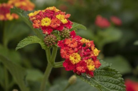 How To Propagate Lantana, Lantana Seeds, Fall Landscape Ideas, Lantana Flower, Lantana Plant, Winter Sowing, Fall Landscaping, Lily Seeds, Fall Landscape