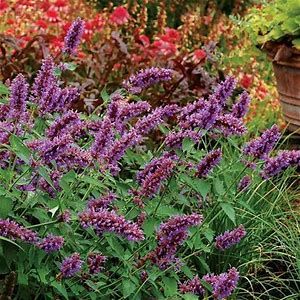 deer resistant evergreen shrubs - Bing - Shopping Hummingbird Mint, Bear Dog Breed, Violet Flowers, Hummingbird Garden, Fragrant Plant, Flower Landscape, Flower Spike, How To Attract Hummingbirds, Evergreen Shrubs