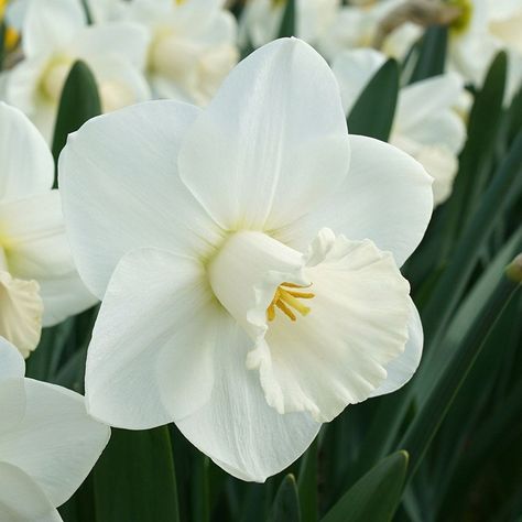 Flower Garden Plans, White Flower Farm, White Petals, Garden Bulbs, Spring Mood, White Garden, Spring Bulbs, White Gardens, Outdoor Plants