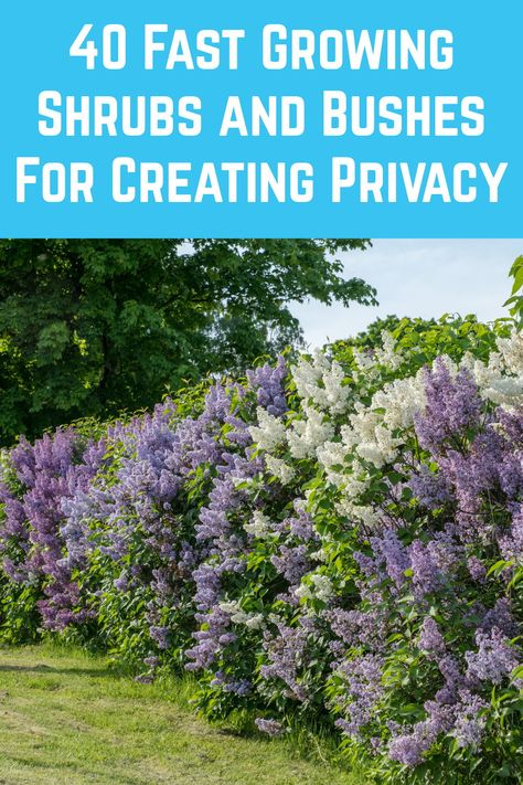 Cerca Natural, Nosey Neighbors, Fast Growing Shrubs, Shrubs For Privacy, Privacy Plants, Privacy Landscaping, Backyard Privacy, Magic Garden, Fence Landscaping