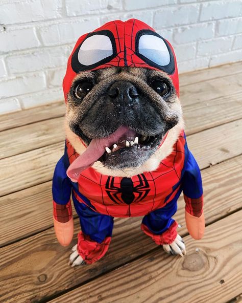 Doug The Pug’s Instagram photo: ““Spider-Pug, Spider-Pug” -Doug • Celebrating because Doug’s Spider-Pug video reached over 100 Million views on YouTube! We put up limited…” French Bulldog Halloween Costumes, Bulldog Halloween Costumes, Pug Profile Pictures, Pug Aesthetics, Spider Dog, Blue Frenchie, Pug Gifs, Doug The Pug, Pugs In Clothes