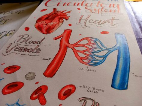 Parts Of Circulatory System, Organ System Drawing, Circulatory System Drawing, Circulatory System Projects, Biology Drawing, Human Circulatory System, The Circulatory System, File Decoration Ideas, Body Part Drawing