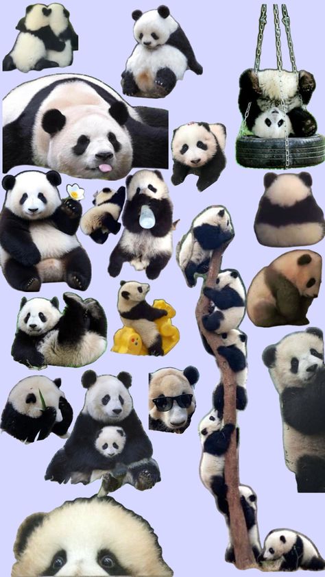 I love pandas <3 Panda Collage, Cute Panda, I Love, Collage, Pandas