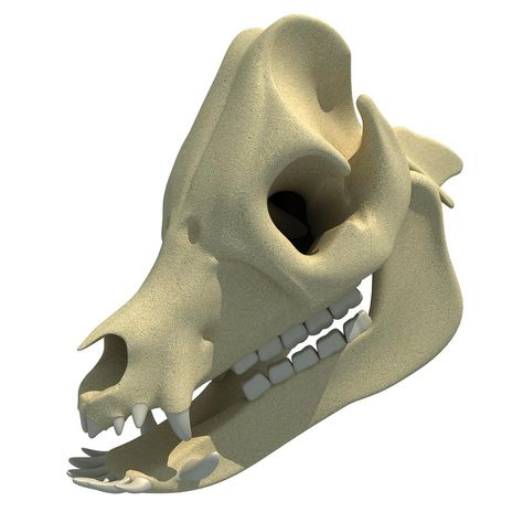 Pig Skull, 3d Skeleton, Bear Skull, Skull Reference, Visual Design Trends, Skull Model, Animal Skull, 3d Skull, Anatomy For Artists