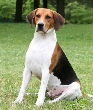 Harrier Breed Info (may look like a big beagle, but a separate breed. Similar personality and training needs though) Harrier Dog, Pet Dog Pictures, Walker Hound, Fox Hound, Pocket Beagle, Hound Dogs, Adoptable Beagle, Therapy Animals, Beagle Mix