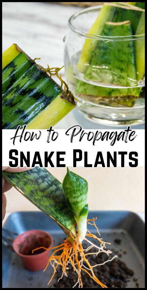 Indoor gardening made easy with our snake plant propagation guide. Find out how to start cuttings in water or soil and nurture them into thriving house plants. Propagate Snake Plant, Snake Plant Decor, Snake Plant Indoor, Snake Plant Propagation, Snake Plant Varieties, Snake Plant Care, Landscape Curbing, Snake Plants, Plant Propagation